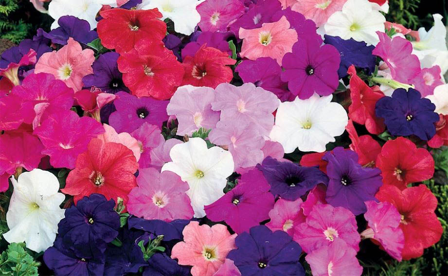 ペチュニア F1　マンボGP シリーズ