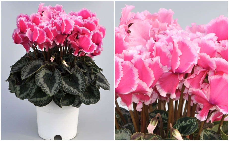 シクラメン イッセイ リップ｜WEBカタログ｜未来アグリス株式会社|未来