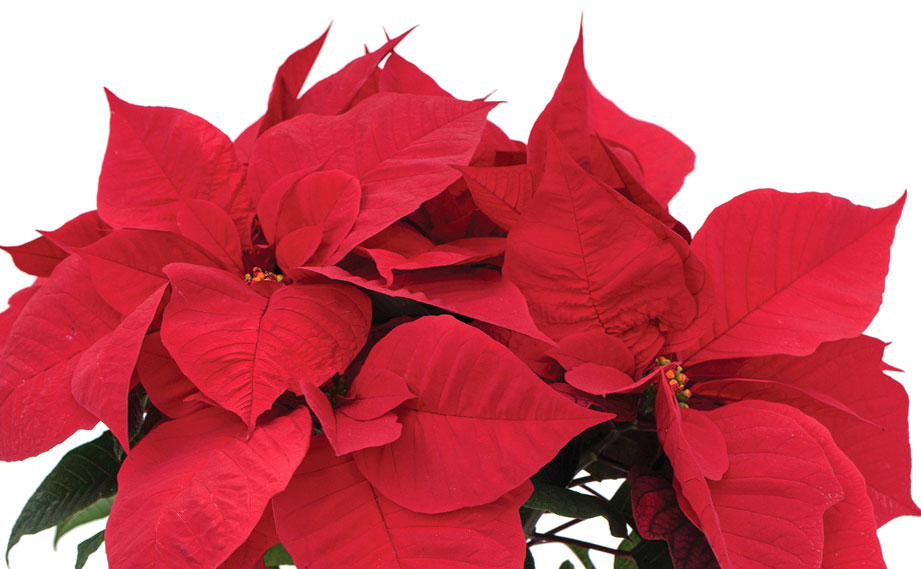 ポインセチア　レッドソウル