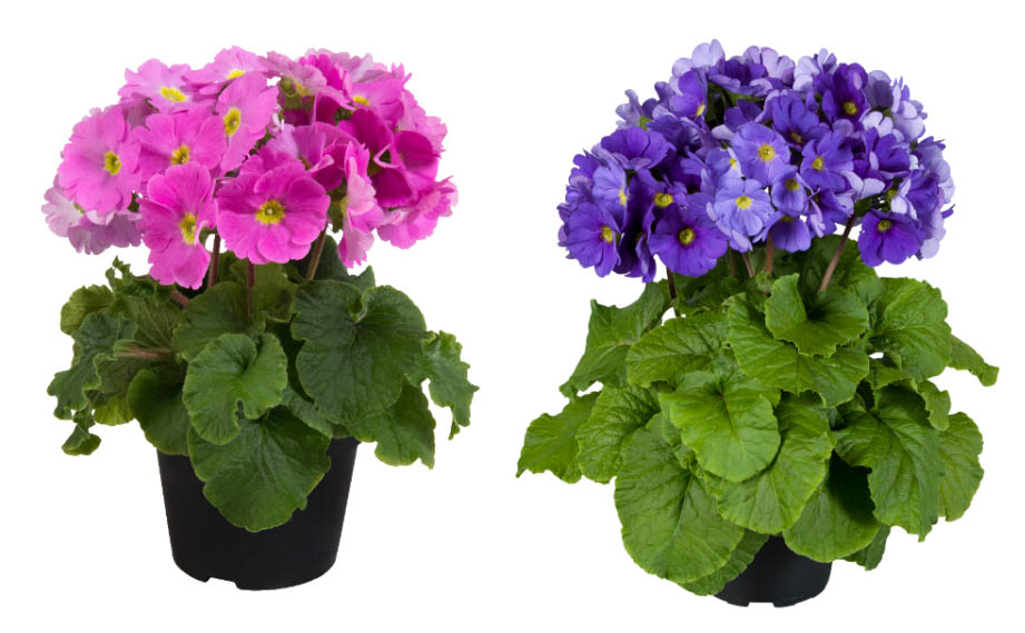 プリムラ オブコニカ F1　タッチミー ミディ シリーズ