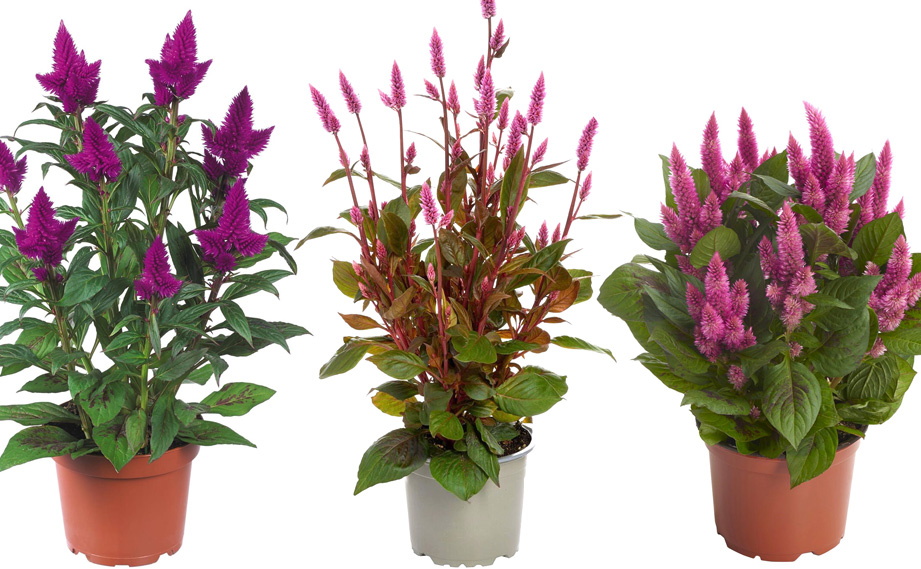 セロシア　ロイヤルバンザンテン シリーズ