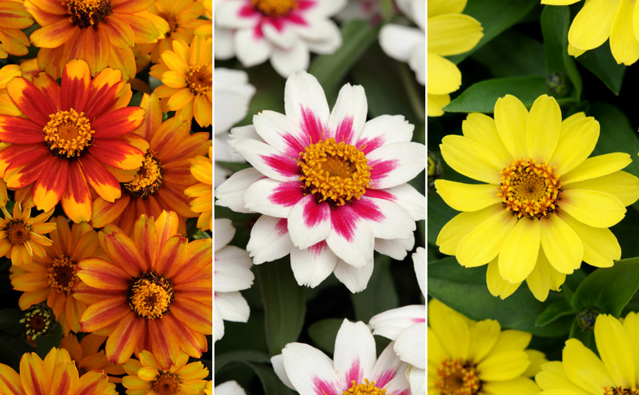 kirkxxx1 未草５種類セット◌。˚✩（開花間近 若苗&春発芽幼苗） Amazon.co.jp: 寒菊小菊：桜華（桃系）2.5号ポット 3株セット