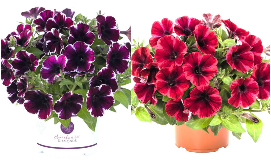 ペチュニア　スイーチュニア