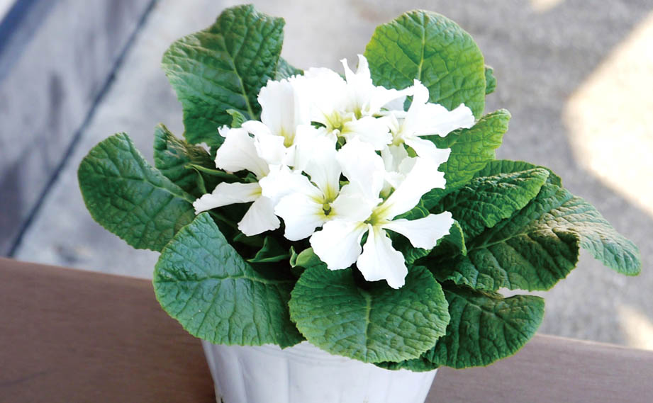 プリムラ アコーリス　スターフィーバー シリーズ