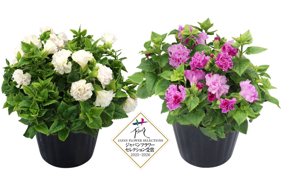 トレニア　セレスティア