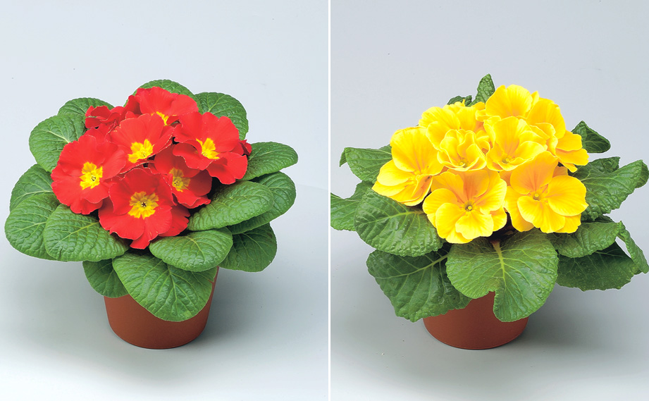 プリムラ アコーリス F1　ボネリ シリーズ