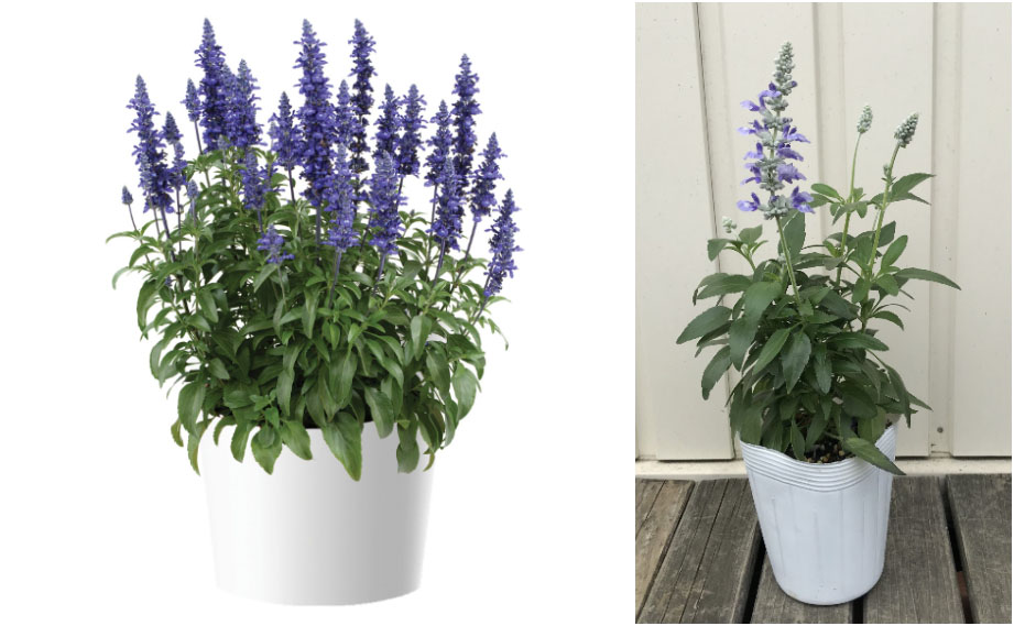 サルビア　サリーファン