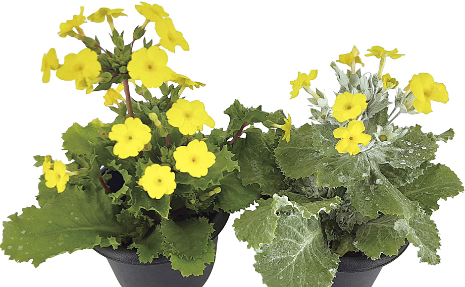 プリムラ　キューエンシス