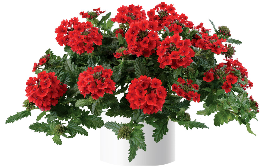 バーベナ　ヴァネッサ コンパクト