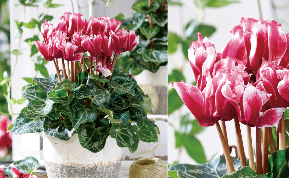 シクラメン F1　リリベル シリーズ