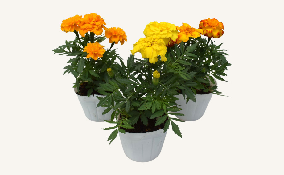 マリーゴールド　エンデュランス