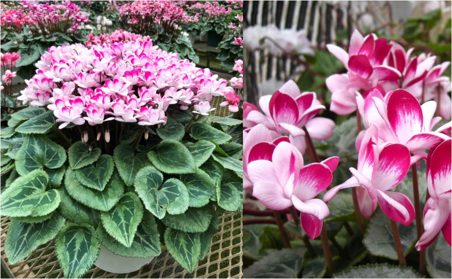 シクラメン シェルウィング｜WEBカタログ｜未来アグリス株式会社|未来