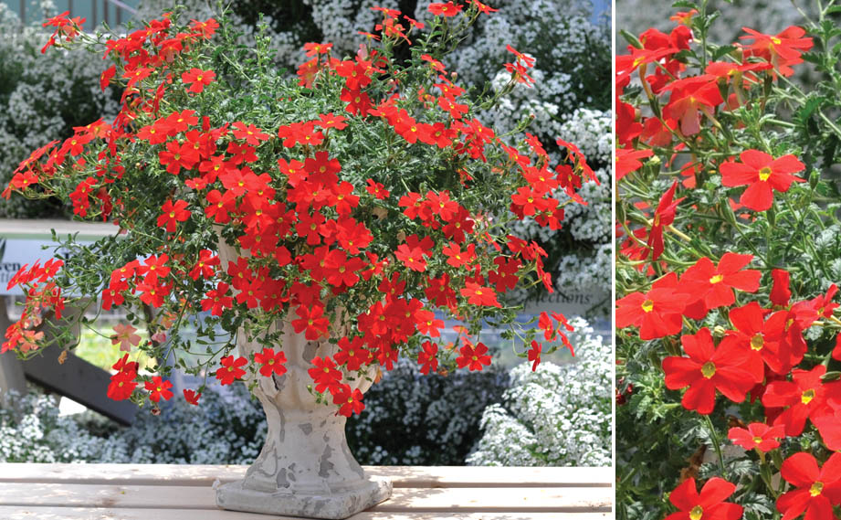 ジャメスブリテニア　サンブリテニア