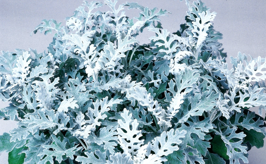 ダスティーミラー(白妙菊) シルバーダスト｜WEBカタログ｜未来アグリス