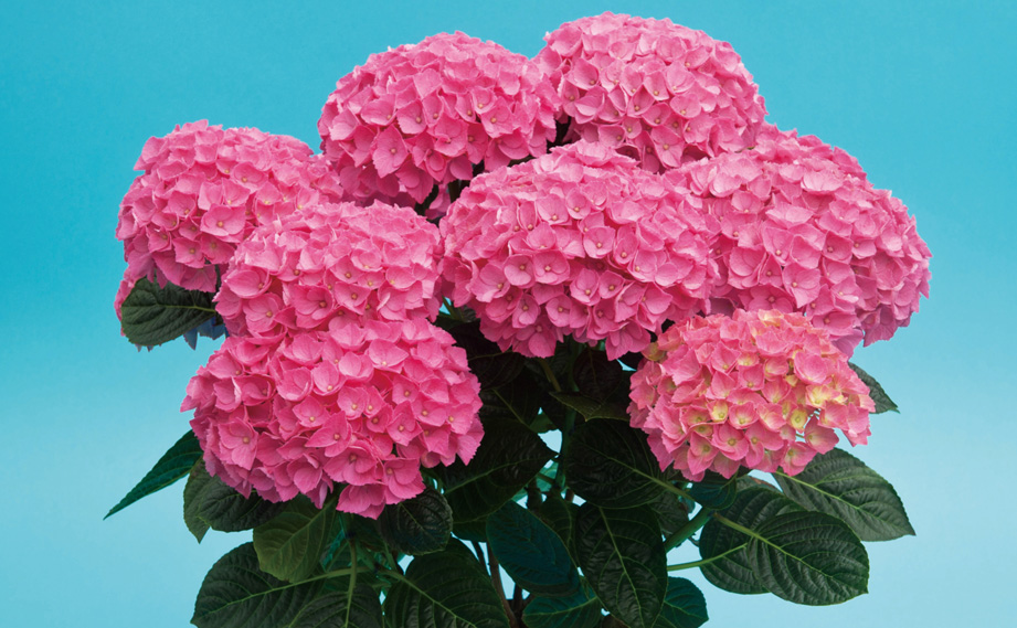 ハイドランジア アンダ｜WEBカタログ｜未来アグリス株式会社|未来