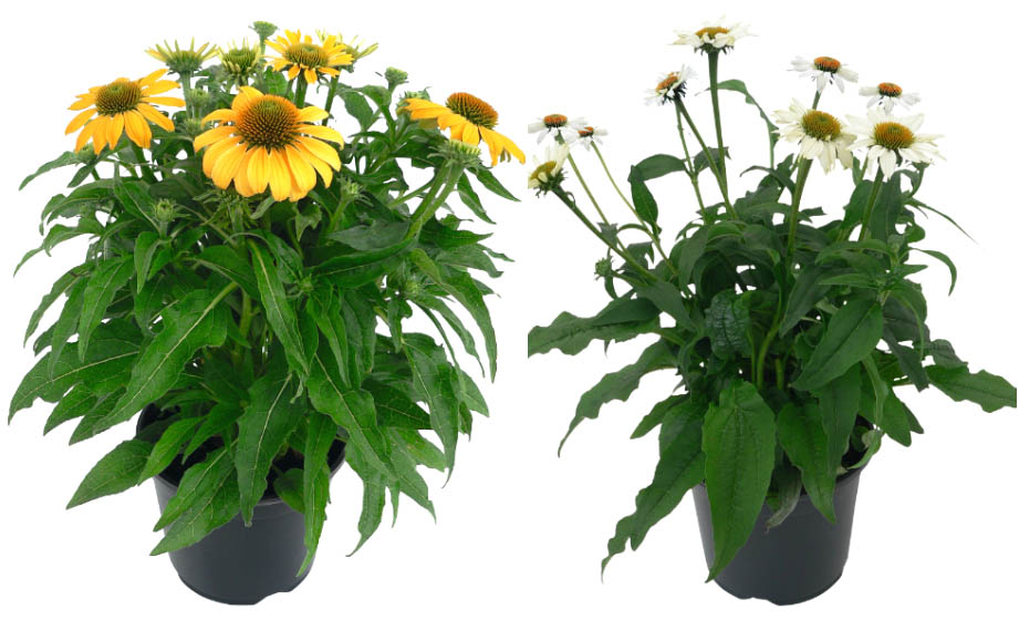 エキナセア　ポリネーション シリーズ