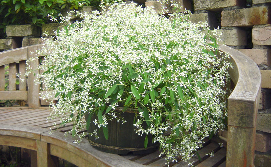 ユーフォルビア　ダイアモンドフロスト