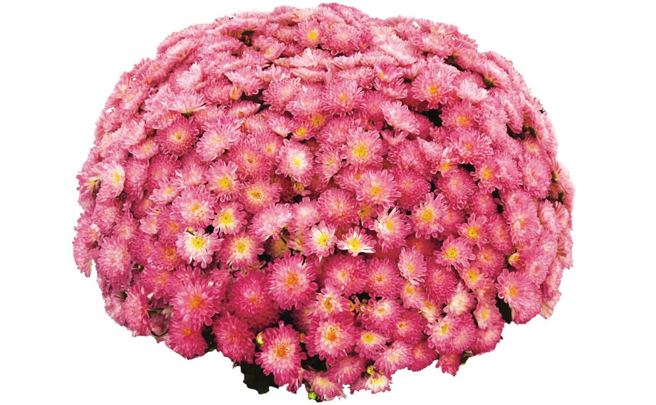 数量限定　大輪マム苗 かわいいお庭　アンティークなガーデン　レア　切り花に♡ 数量限定 大輪マム苗 かわいいお庭 アンティークなガーデン レア