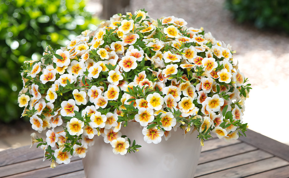 カリブラコア　カリタスティック