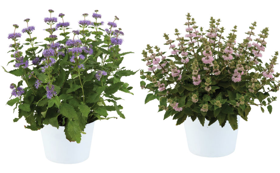 p*p様 アンスリウム mystic A88 x RDP 国内実生株 【公式通販】