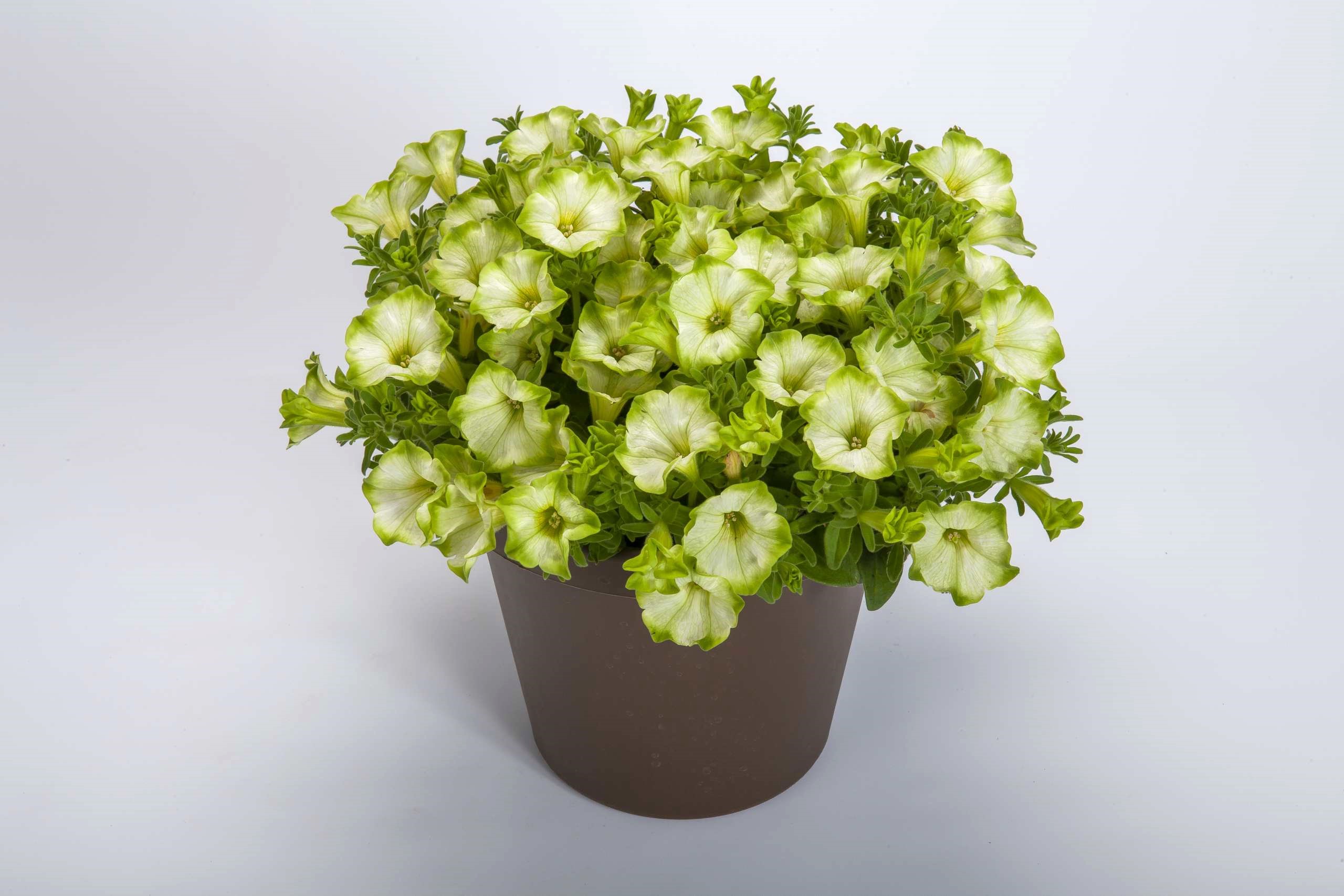 ペチュニア レイ シリーズ｜WEBカタログ｜未来アグリス株式会社|未来