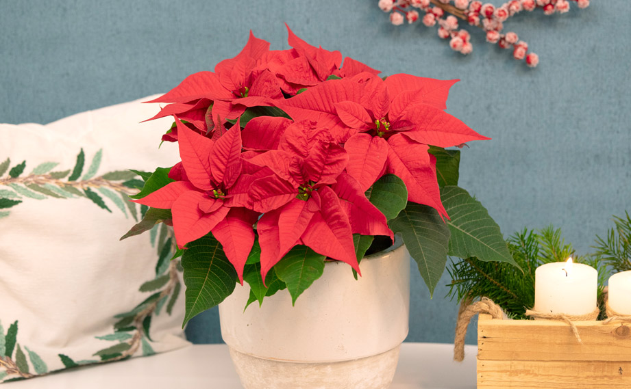 ポインセチア　クリスマスフィーリング