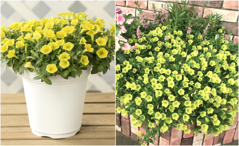 ペチュニア　YES! シリーズ