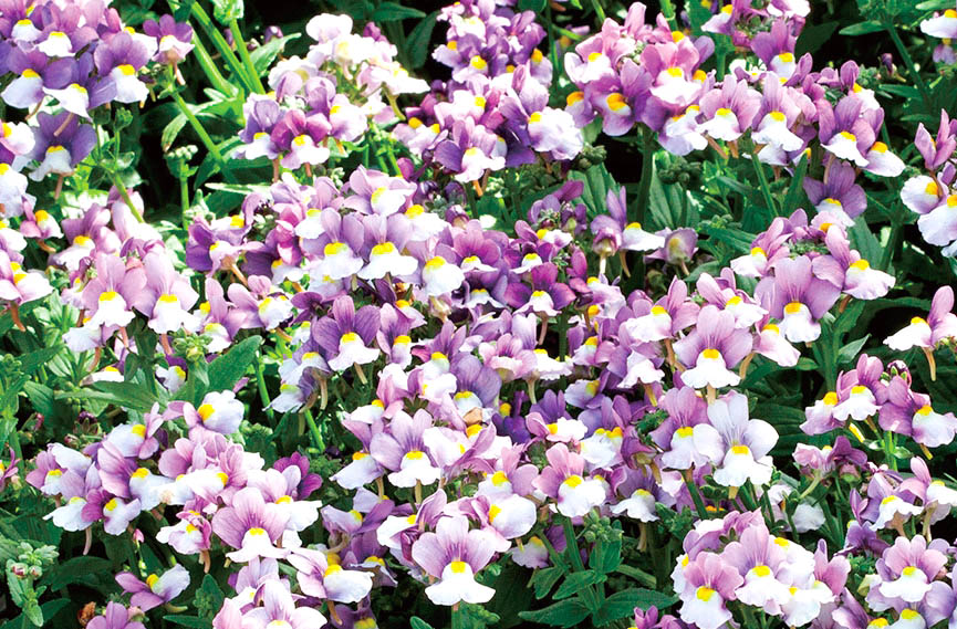 ネメシア　プリティープリーズ シリーズ