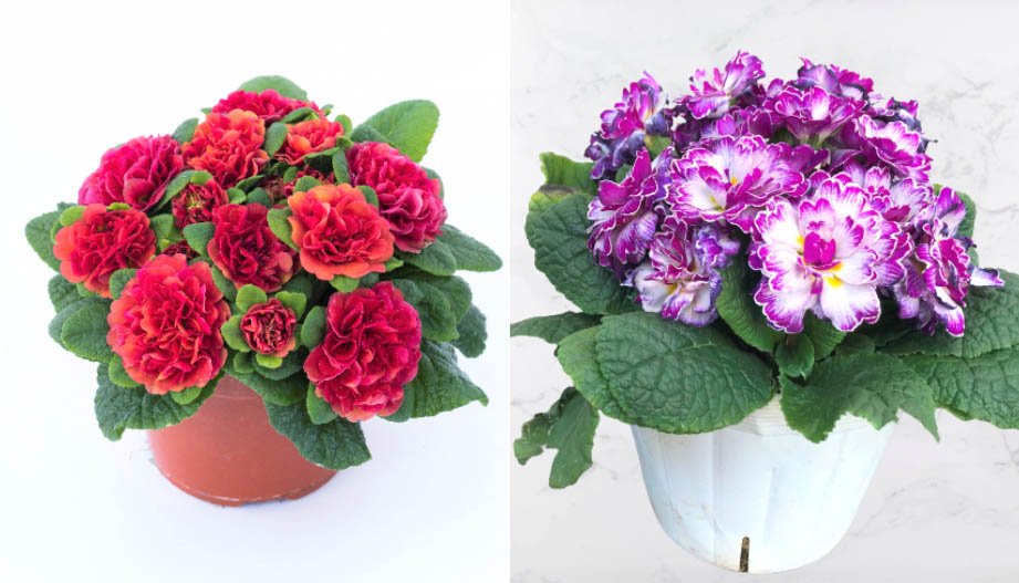 プリムラ イングリッシュタイプ　ベラリーナ シリーズ