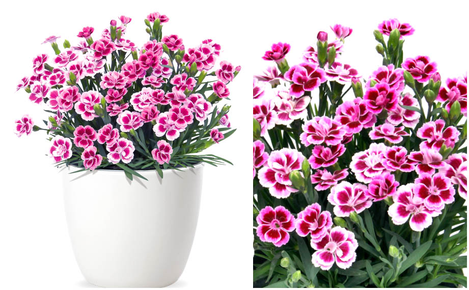 ダイアンサス ピンクキッス｜WEBカタログ｜未来アグリス株式会社|未来