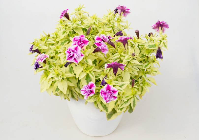 ペチュニア 万葉の美　白妙(しろたえ)