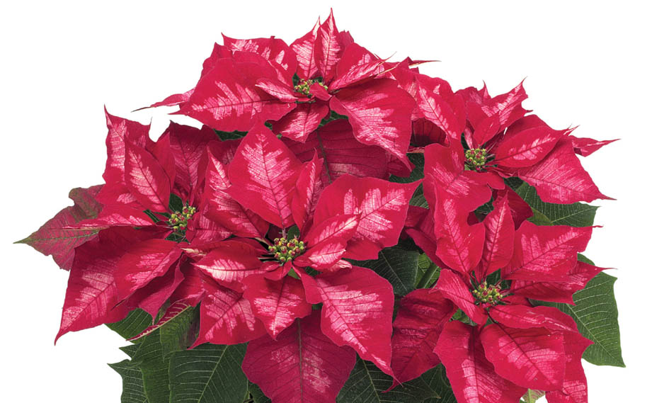 ポインセチア　アイスパンチ