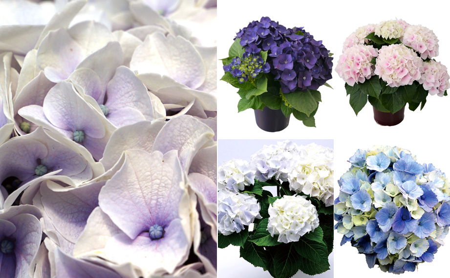 ハイドランジア スクロール シリーズ｜WEBカタログ｜未来アグリス株式