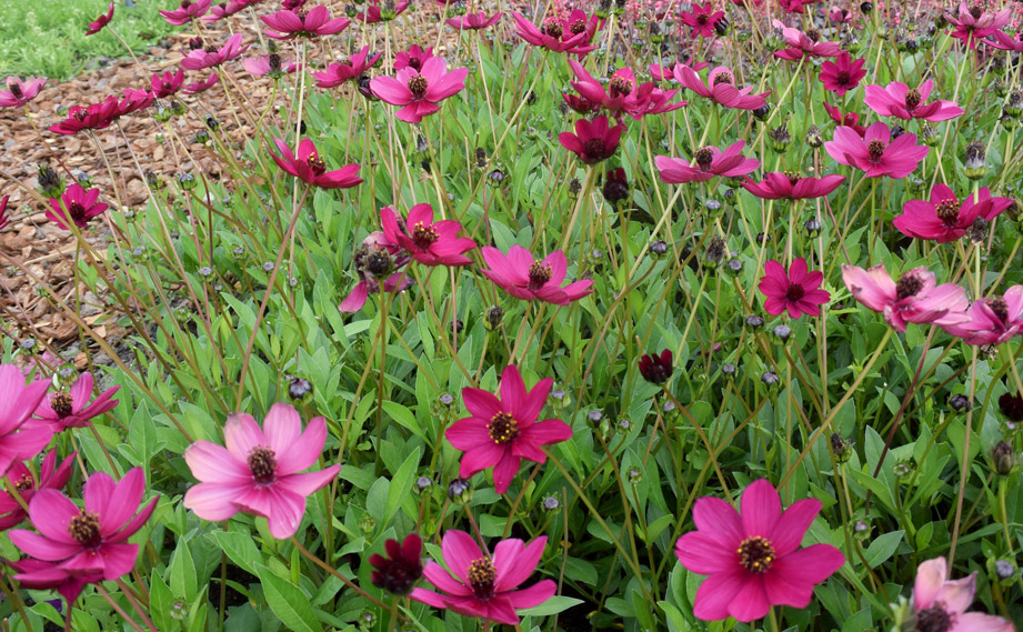 チョコレートコスモス　チェリーチョコレート