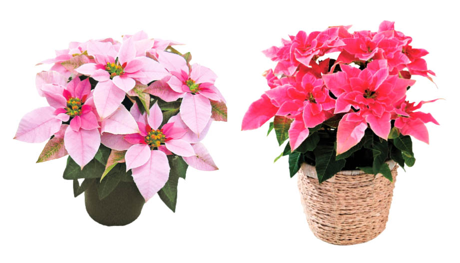 プリンセチア　プリンセチア シリーズ