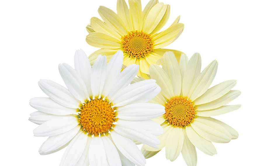 マーガレット　デイジーイエロー