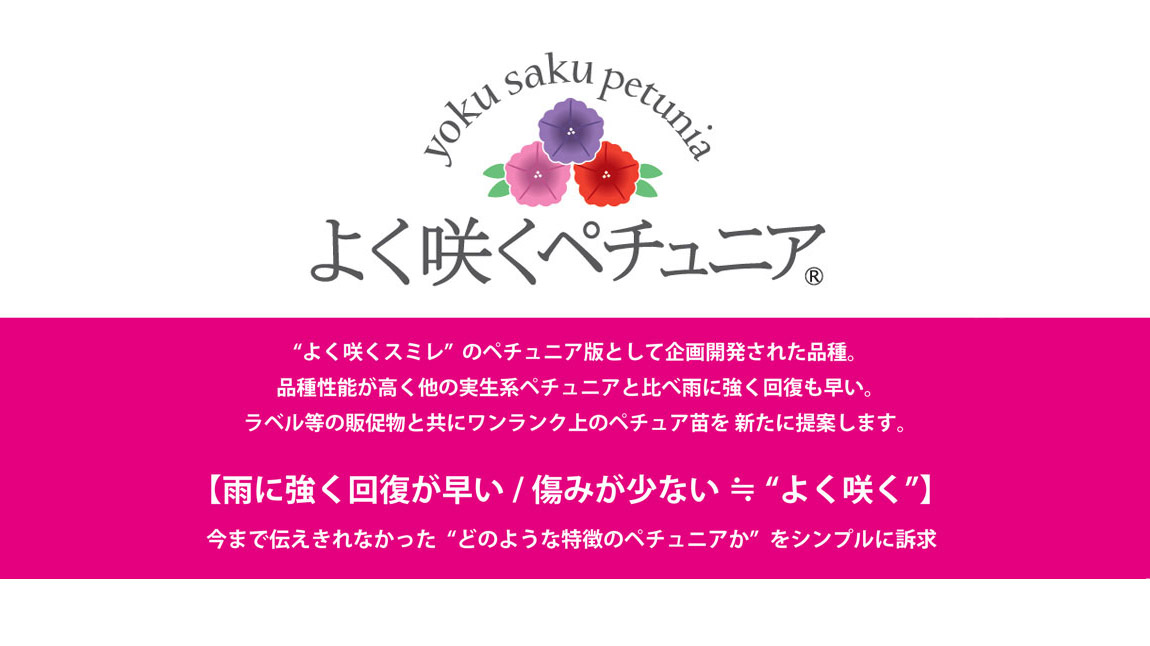ペチュニア よく咲くペチュニア バカラiQ シリーズ｜WEBカタログ｜未来
