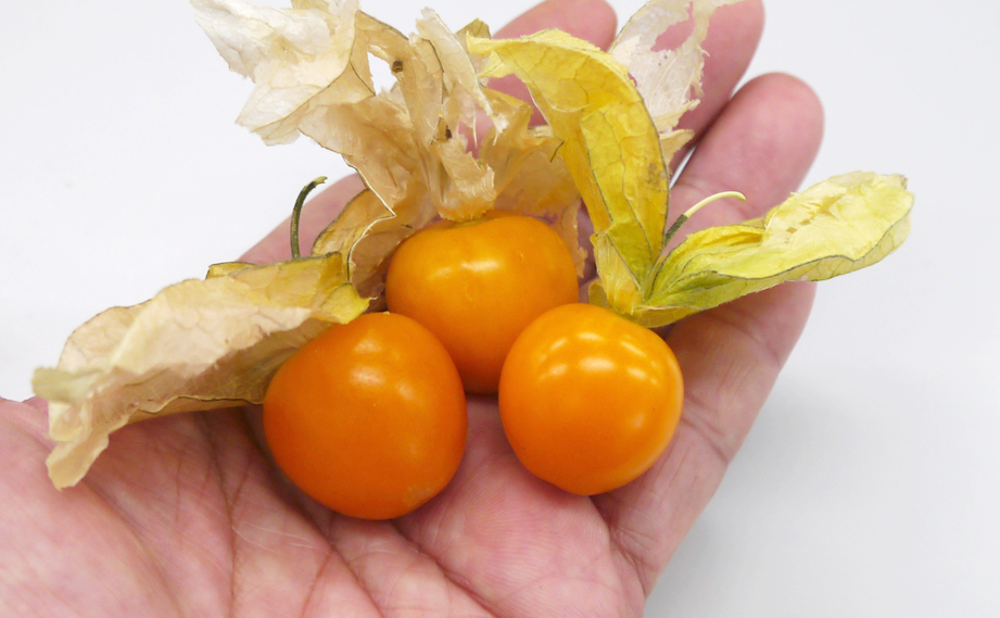 食用ホオズキ(トマティージョ) 瀬戸ゴールド｜WEBカタログ｜未来
