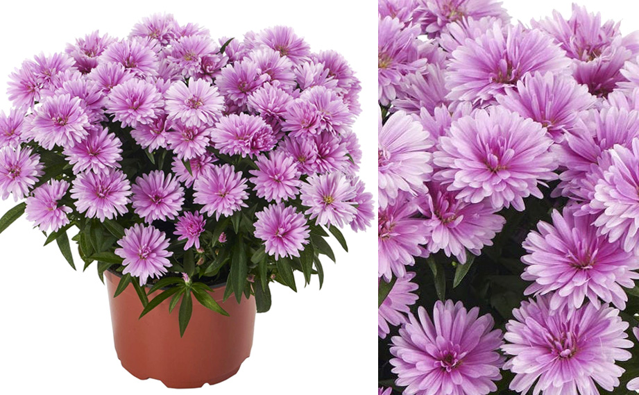 アスター　ショーメーカー シリーズ