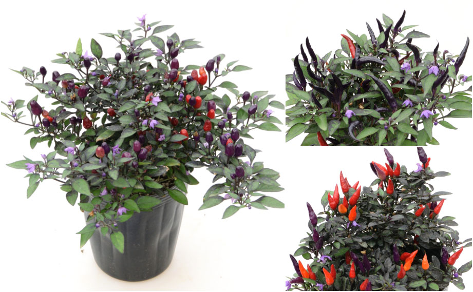 カプシカム　キャンドルフレイム