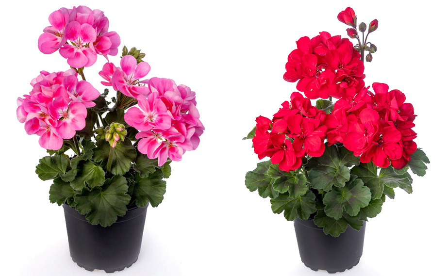 ゼラニウム タンゴ｜WEBカタログ｜未来アグリス株式会社|未来アグリス