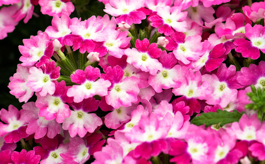 熱帯植物　✨激レア✨バリントニア　パプアナ　\