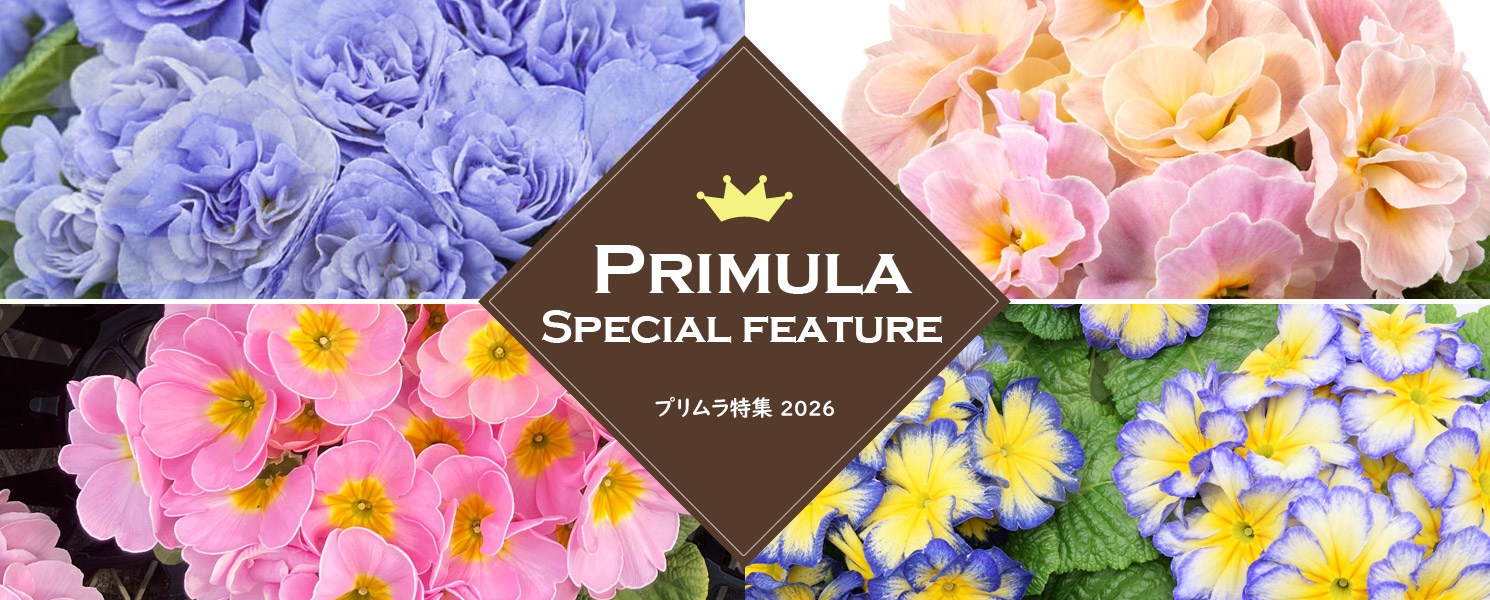 プリムラ特集2026