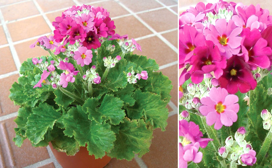 マラコイデス プリムラ カラフルで可憐なプリムラ・マラコイデス。種まき～仮植え～定植までのポイント