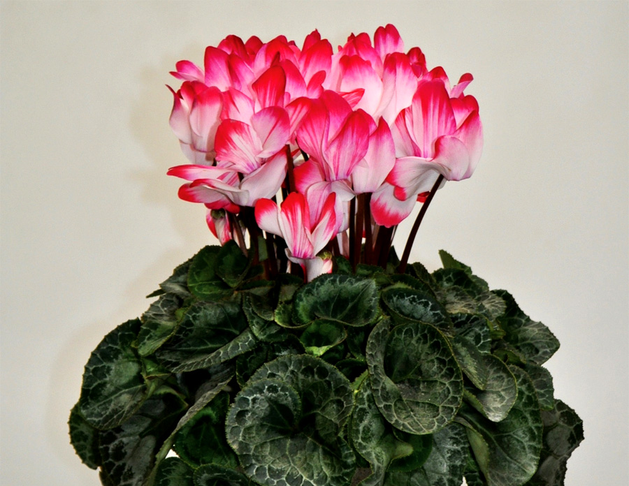 商品一覧｜WEBカタログ｜未来アグリス株式会社|未来アグリス株式会社