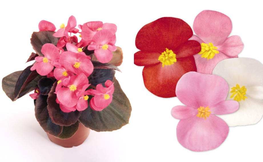 野生ベゴニアの栽培と鑑賞（中国語・英語） Cultivation and Appreciation of Wild Begonia [English