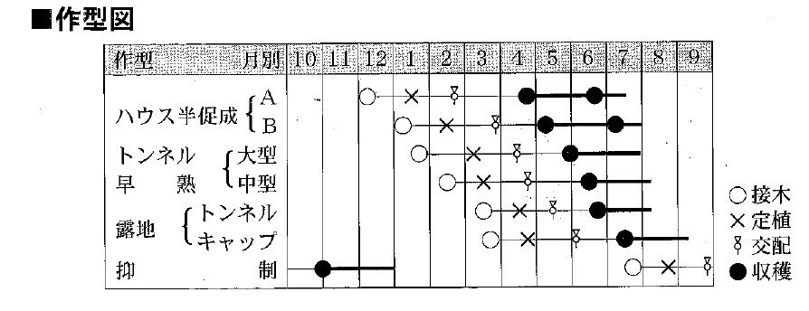 スイカ 祭りばやし777｜WEBカタログ｜未来アグリス株式会社|未来