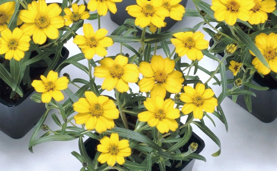 ジニア アンガスティフォーリア プチランド シリーズ｜WEBカタログ