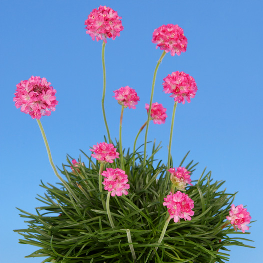 アルメリア アルマダ|WEBカタログ|ハクサンインターナショナル株式会社ハクサンインターナショナル株式会社農と園芸の実りのために