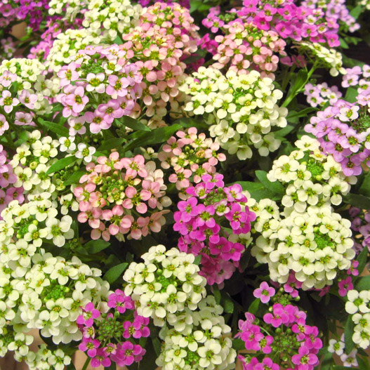 アリッサム アルール|WEBカタログ|未来アグリス株式会社未来アグリス株式会社農と園芸の実りのために